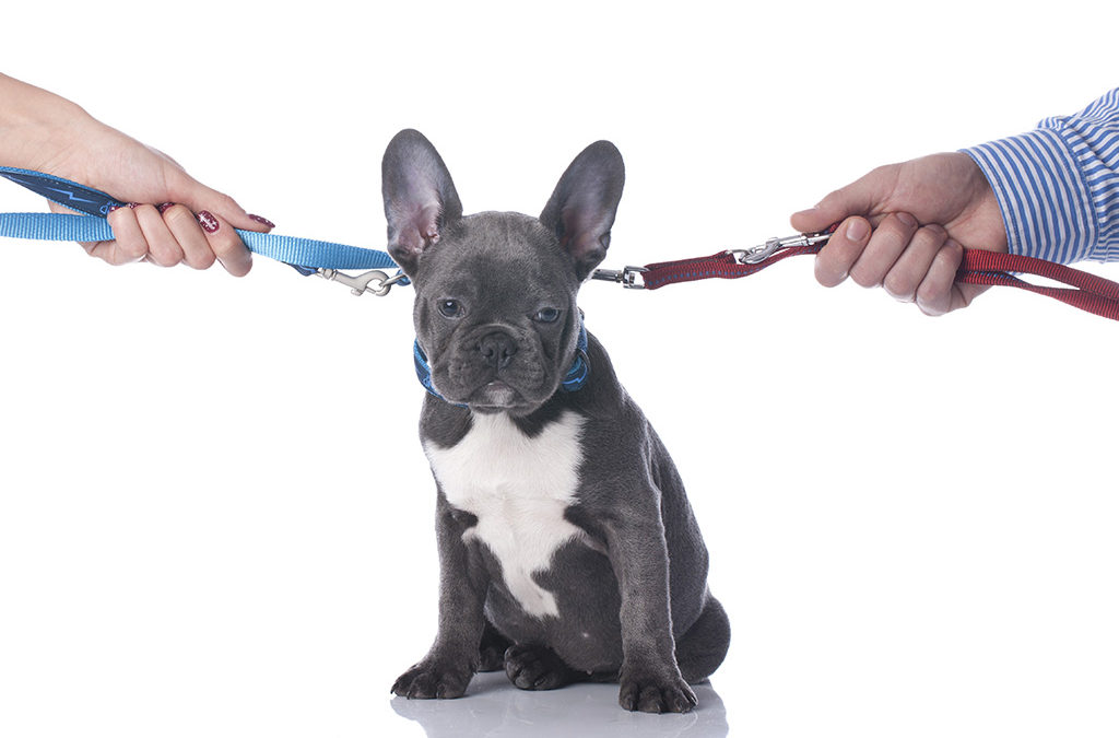 Who Walks The Dog Now? Pet Custody Issues In Divorce
